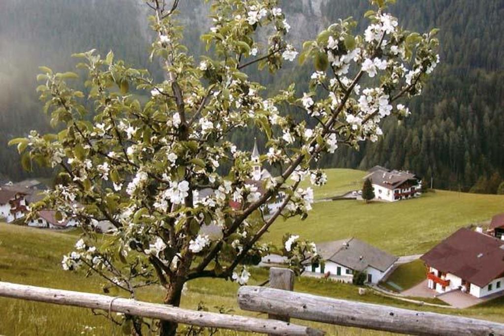 Agriturismo Apartments Tuene أورتيسايْ المظهر الخارجي الصورة